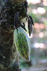 Kakaofrucht im Baum, Bali, Indonesien