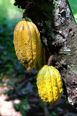 Kakaofrucht im Baum, Bali, Indonesien