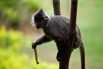 Silvered-leaf Monkey Borneo