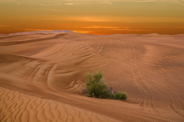 Fototapeta na wymiar Sunset in desert in UAE, Sand dunes in United Arab Emirates