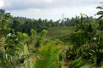 Fototapeta na wymiar Reisfeld auf Bali, Indonesien