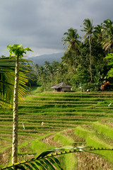 Reisfeld auf Bali, Indonesien