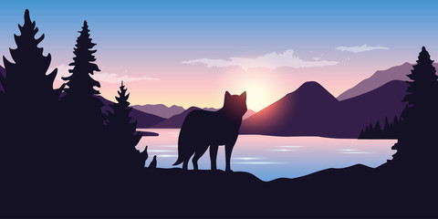 wolf looks into the distance of the mountain landscape at sunrise in purple colors vector illustration EPS10 © krissikunterbunt