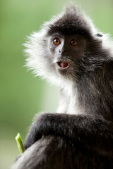 Silvered-leaf Monkey Borneo