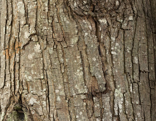 tree bark texture