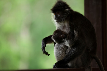 Silvered-leaf Monkey with baby