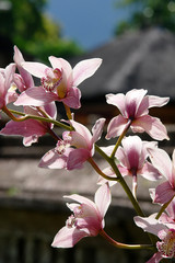 Orchideen vor dem Pura Ulun Danu Bratan, Wassertempel in Bali, Indonesien