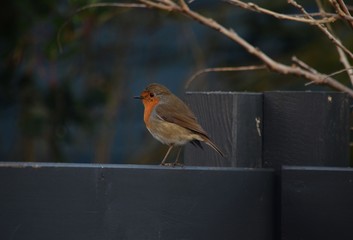 Rouge gorge