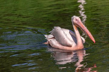 Krushuvad Pelikan, pelican