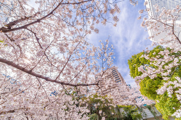 都会の桜