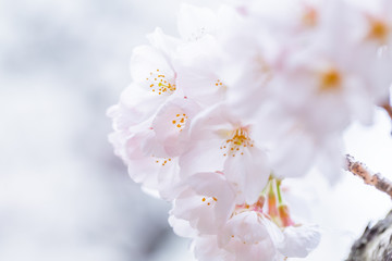 満開の桜