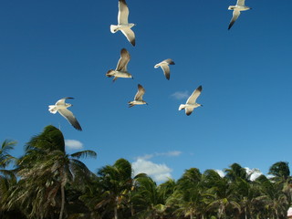 Tiere Blumen © Timo