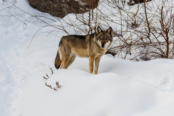 beautiful wolf on a snowy road