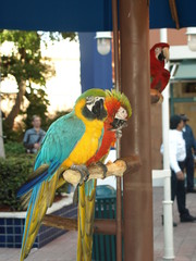 Tiere Blumen © Timo