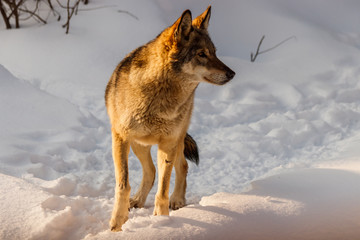 beautiful wolf on a snowy road