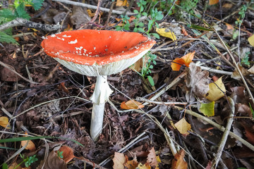 Agaric fly (Amanita muscaria) mushroom with a flattened cap in a park