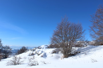 Lonely snowy tree