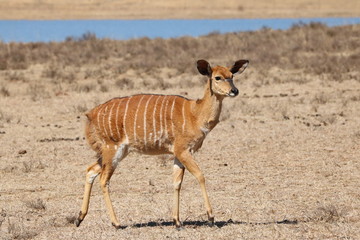 Nyala Weibchen 