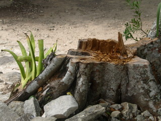 Landschaft Tiere © Timo