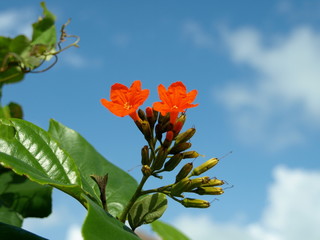 Tiere Blumen Unterwasserwelt  © Timo