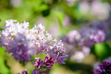 Pink lilac blooms in the Botanical garden 