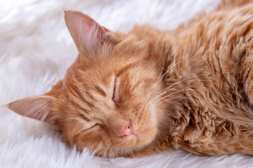 Pet animal; cute cat indoor. Yellow cat.