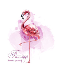 Flamingo in watercolor isolated Vector. Exotic bird cute poster templates - obrazy, fototapety, plakaty