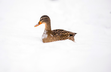 Wild duck sitting in a snowdrift 