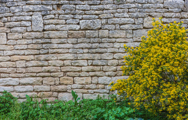 Beautiful old stones background with grass and blooming yellow bush