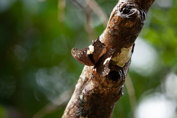 butterfly camouflaged on a tree