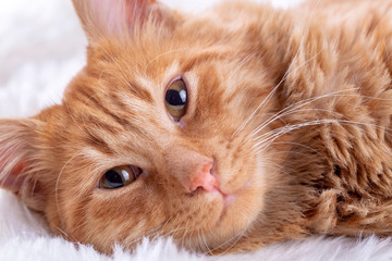 Pet animal; cute cat indoor. Yellow cat.