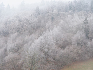 Obraz na płótnie Canvas Forest with hoarfrost in winter