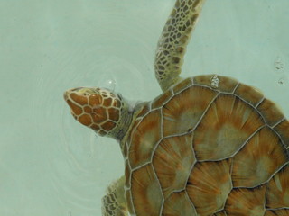 Tiere Blumen Unterwasserwelt  © Timo