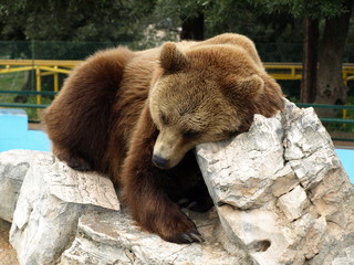 brown bear in the zoo