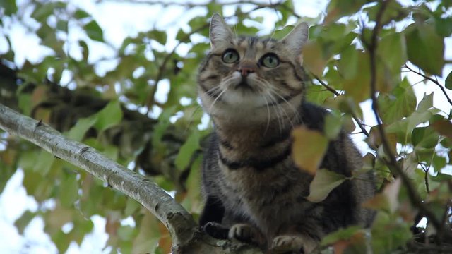 close up of a beautiful domestic cat in a tree