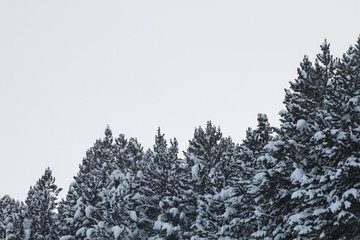 trees in winter