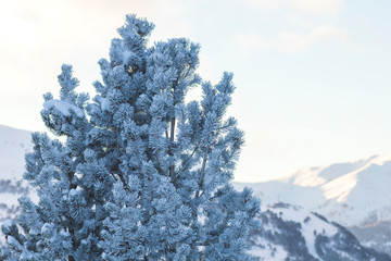 Frosted pine tree in the mountains, wintry landscape