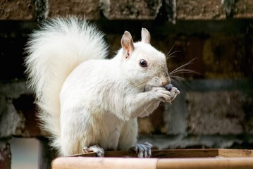 White Colored Eastern Grey Squirrel Eating Sunflower Seeds