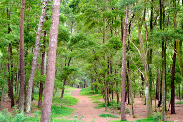 A Pathway in the woods, Portugal.