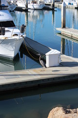 bird on the wooden pier near yacht club