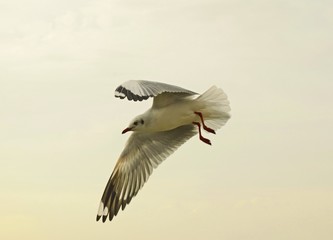 Seagull