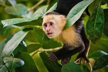 White faced capuchin in national park in Central America