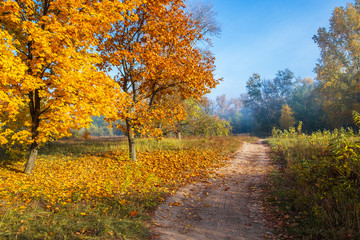 Fototapeta premium golden autumn in the park