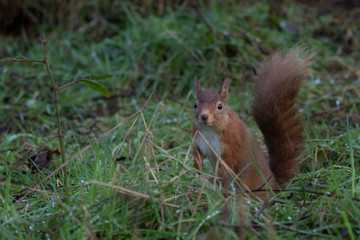 Naklejka na ściany i meble Red Squirrel, Sciurus vulgaris, on ground and in tree posing during a cold winters morning in scotland