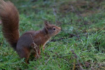 Naklejka na ściany i meble Red Squirrel, Sciurus vulgaris, on ground and in tree posing during a cold winters morning in scotland