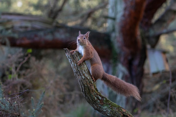 Red Squirrel, Sciurus vulgaris, on ground and in tree posing during a cold winters morning in scotland