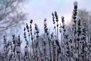 Snow covered Lavender plant flower heads during a winter dawn. Interesting seasonal nature...