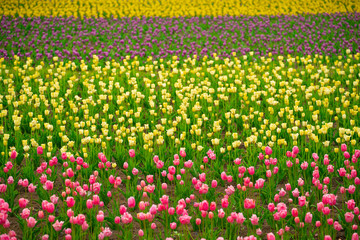 Colorful tulips field, outdoor place , nature field