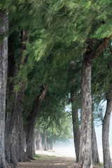 Pine tree forest on the beach,