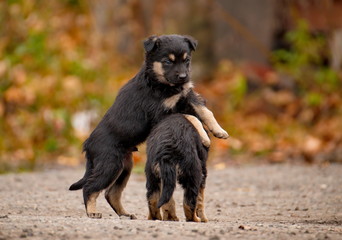 Dogs of unknown breed